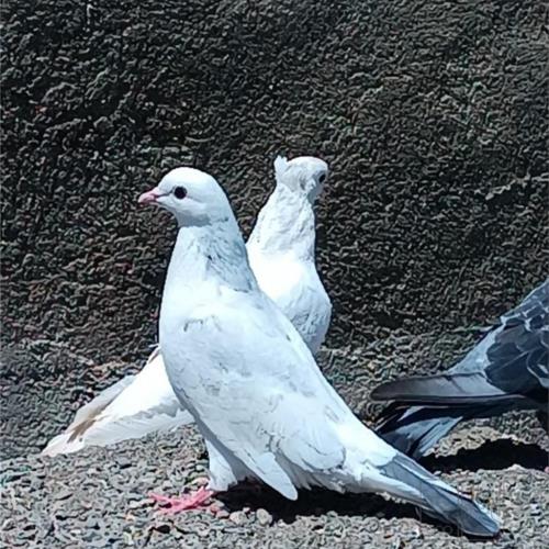 خانه و  آشپزخانه - حیوانات - پرندگان