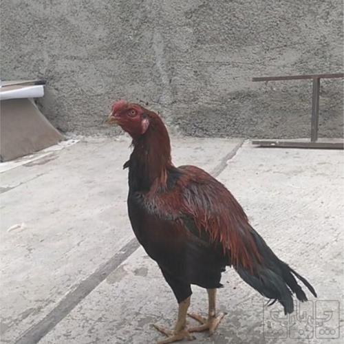 خانه و  آشپزخانه - حیوانات - پرندگان
