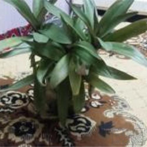 خانه و  آشپزخانه - باغبانی - گل و گیاه طبیعی