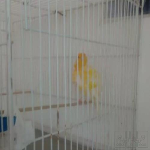 خانه و  آشپزخانه - حیوانات - پرندگان