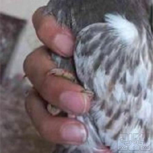 خانه و  آشپزخانه - حیوانات - پرندگان