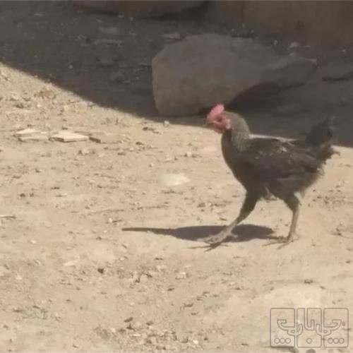 خانه و  آشپزخانه - حیوانات - پرندگان