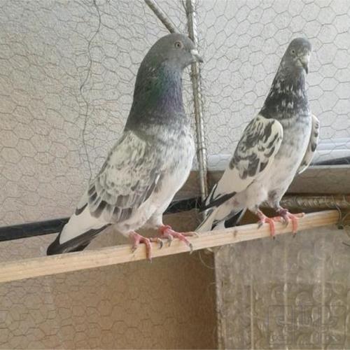 خانه و  آشپزخانه - حیوانات - پرندگان