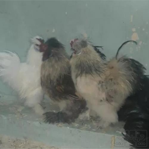 خانه و  آشپزخانه - حیوانات - پرندگان
