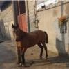 خانه و  آشپزخانه - حیوانات - پستانداران