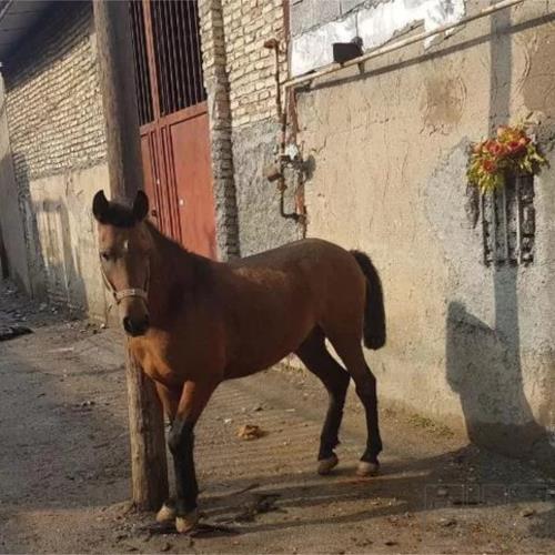 خانه و  آشپزخانه - حیوانات - پستانداران
