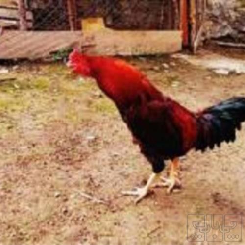 خانه و  آشپزخانه - حیوانات - پرندگان