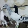 خانه و  آشپزخانه - حیوانات - پرندگان
