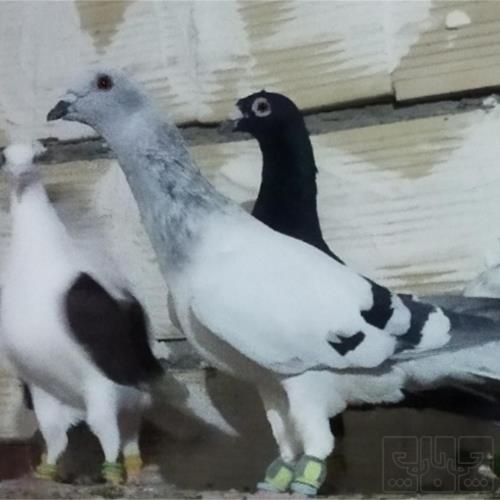 خانه و  آشپزخانه - حیوانات - پرندگان
