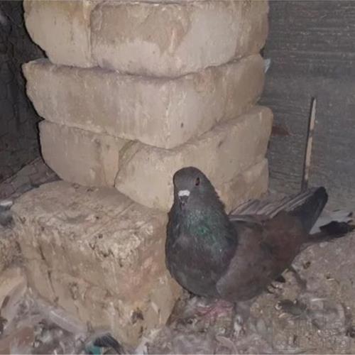خانه و  آشپزخانه - حیوانات - پرندگان