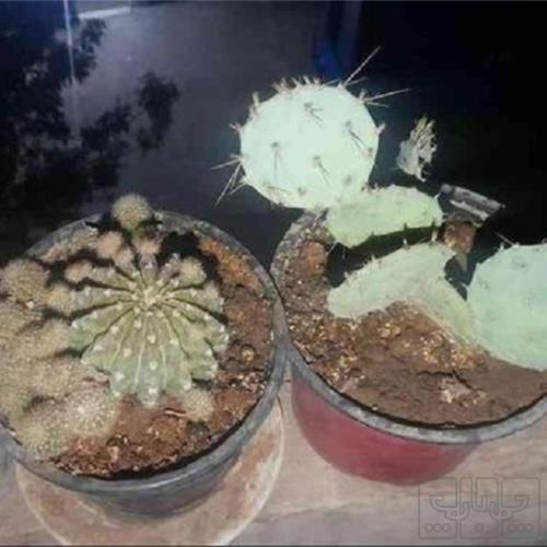 خانه و  آشپزخانه - باغبانی - گل و گیاه طبیعی