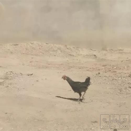 خانه و  آشپزخانه - حیوانات - پرندگان