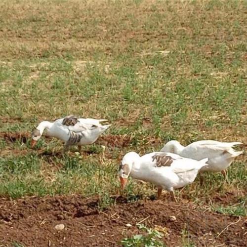 خانه و  آشپزخانه - حیوانات - پرندگان