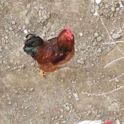 خانه و  آشپزخانه - حیوانات - پرندگان