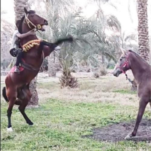 خانه و  آشپزخانه - حیوانات - پستانداران