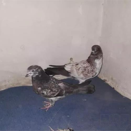 خانه و  آشپزخانه - حیوانات - پرندگان