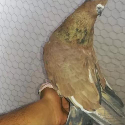 خانه و  آشپزخانه - حیوانات - پرندگان