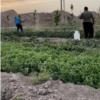 باغ و باغچه - انتقال مالکیت قطعی - وکالتی