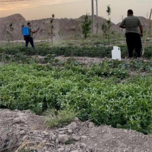 باغ و باغچه - انتقال مالکیت قطعی - وکالتی