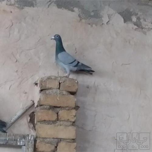 خانه و  آشپزخانه - حیوانات - پرندگان