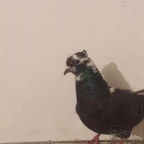 خانه و  آشپزخانه - حیوانات - پرندگان