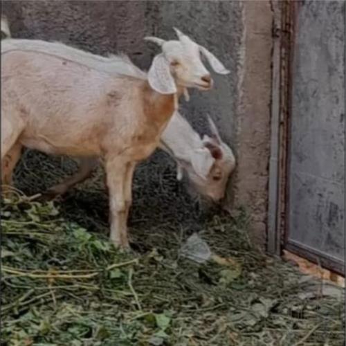 خانه و  آشپزخانه - حیوانات - پستانداران