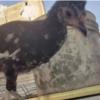 خانه و  آشپزخانه - حیوانات - پرندگان