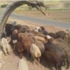 خانه و  آشپزخانه - حیوانات - پستانداران