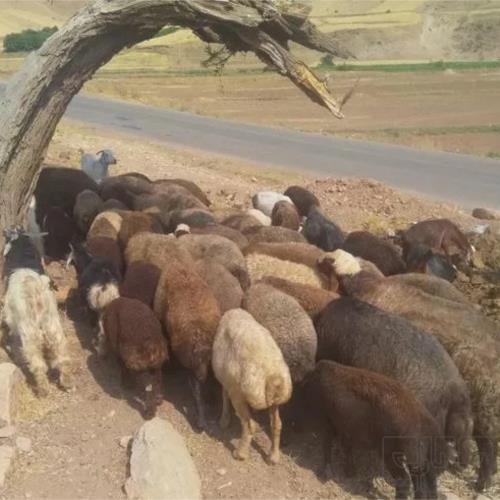خانه و  آشپزخانه - حیوانات - پستانداران