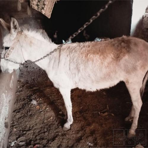 خانه و  آشپزخانه - حیوانات - پستانداران