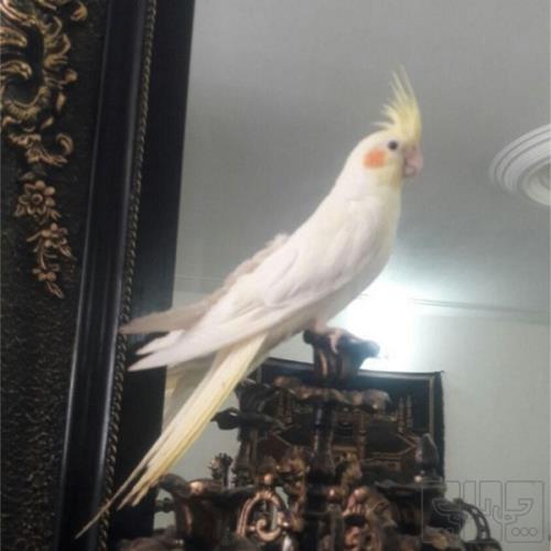 خانه و  آشپزخانه - حیوانات - پرندگان