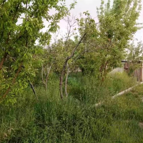 باغ و باغچه - انتقال مالکیت قطعی - قولنامه ای