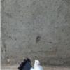 خانه و  آشپزخانه - حیوانات - پرندگان