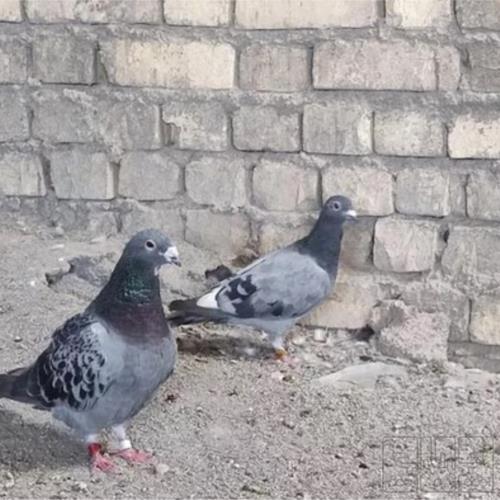 خانه و  آشپزخانه - حیوانات - پرندگان