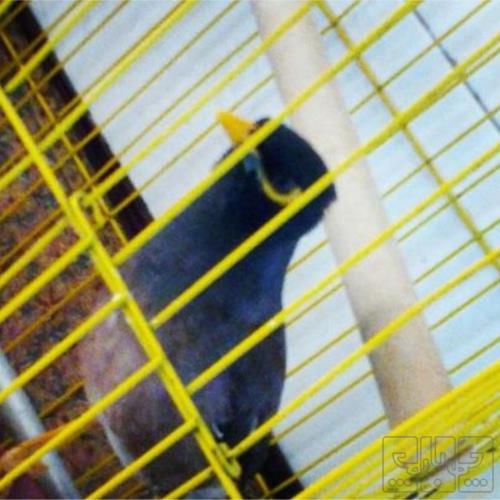 خانه و  آشپزخانه - حیوانات - پرندگان