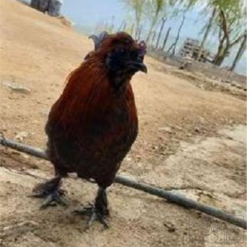 خانه و  آشپزخانه - حیوانات - پرندگان