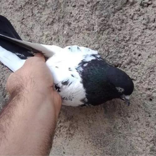 خانه و  آشپزخانه - حیوانات - پرندگان