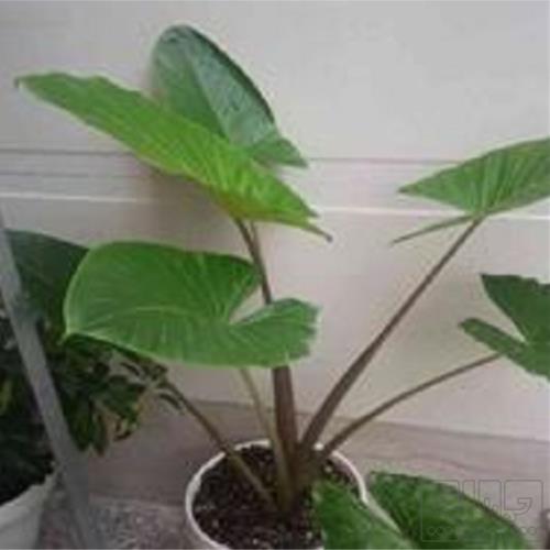 خانه و  آشپزخانه - باغبانی - گل و گیاه طبیعی
