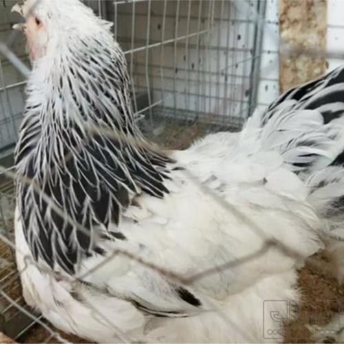 خانه و  آشپزخانه - حیوانات - پرندگان