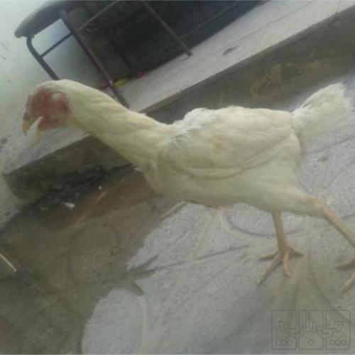خانه و  آشپزخانه - حیوانات - پرندگان