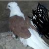 خانه و  آشپزخانه - حیوانات - پرندگان