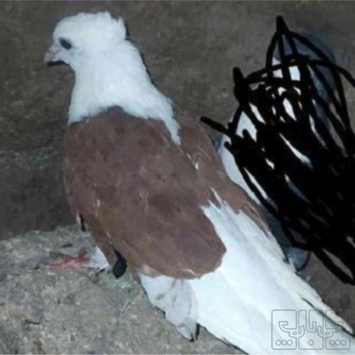 خانه و  آشپزخانه - حیوانات - پرندگان