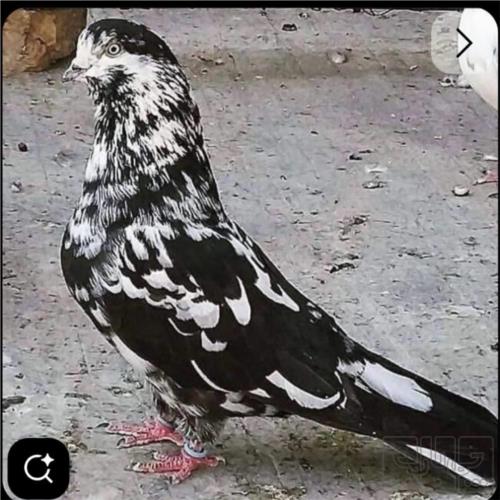 پرندگان
