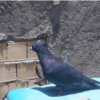 خانه و  آشپزخانه - حیوانات - پرندگان