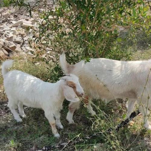 خانه و  آشپزخانه - حیوانات - پستانداران