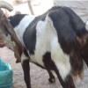 خانه و  آشپزخانه - حیوانات - پستانداران