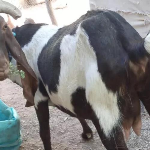 خانه و  آشپزخانه - حیوانات - پستانداران