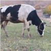 خانه و  آشپزخانه - حیوانات - پستانداران