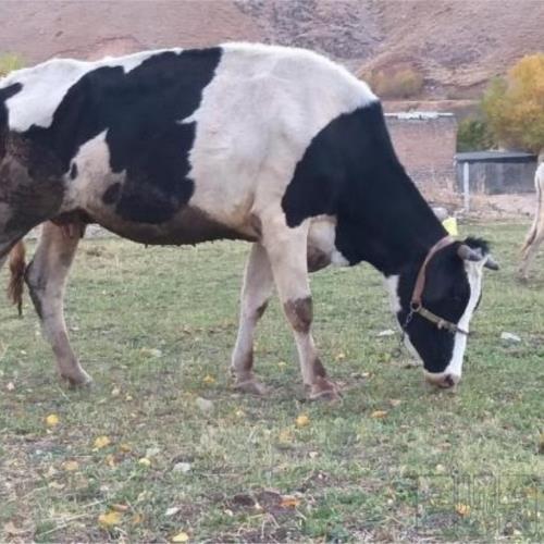 خانه و  آشپزخانه - حیوانات - پستانداران