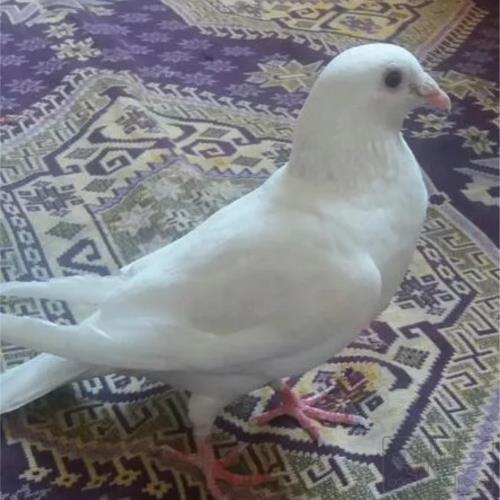خانه و  آشپزخانه - حیوانات - پرندگان